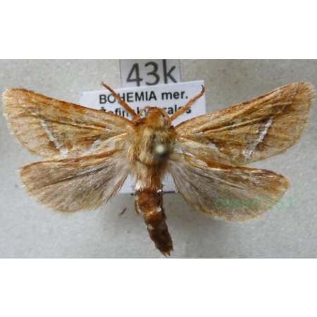 Triodia sylvina (Linnaeus, 1761) male Krótkowąs sylwina Czech42k